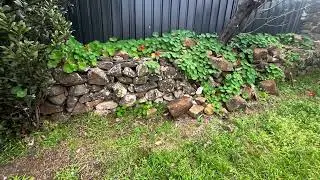 Backyard at 1950s Lake Illawarra House with Handmade Stone Wall 