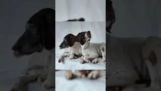 Две пожилые собаки. Нерушимая связь 🧡