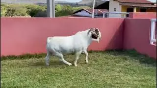 Um Grande Reprodutor Da Ra&ccedil;a Boer!!!! um belo bode boer #boergoat  #Boer #goat