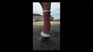 Horse Lower Limb Bandage Application
