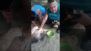 Trimming pig hooves #animalrescue #farmlife #followers #pig #everyone#hooves #potbellypigs#everyone