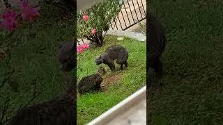 TERRITORIAL CATS !!! Make any sudden movement and your OUT!!! #cat #animals #fight