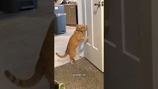 orange cat🍊😺#orangecat#cat #core #funnyanimals