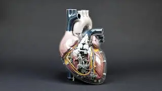 Как работает искусственное сердце || 3D-анимация #короткометражки