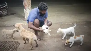 street dog puppies  / Rockfort puppies
