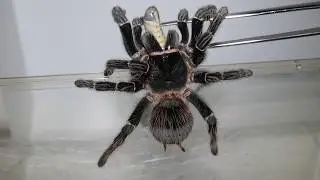 Tarantula Feeding Video 47 (Exploding Larvae!)