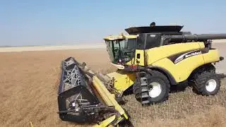 Canola harvest with New Holland CR960 and 36&rsquo; Honeybee header.