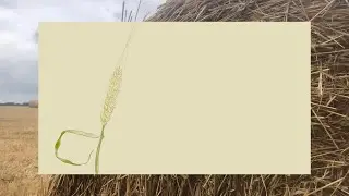 Patchwork (barley and bird animation)