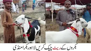 Bakro Ka Rate Check Karein Lahore Bakra Mandi 2018