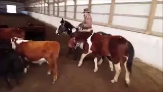 Intruducing A Young Horse To Cows