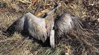 Full sandhill crane cook ribeye in the sky video #hunting #cooking #foodie #meatlovers 