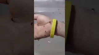 Testing mosquito repellent bands to see if they work