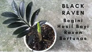 Masih Bayi Sudah Tumbuh Tunas Zamia Black Raven