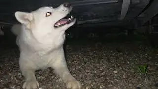 BUSCAMOS 1 DOGECOIN A 1 USD