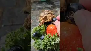 Happy Tortoise Tuesday #shorts #tortoisetime