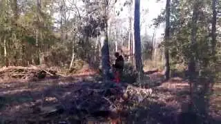 Felling an oak with stihl 034