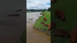 Parque Barigui - Curitiba PR #shorts #lazer #viral