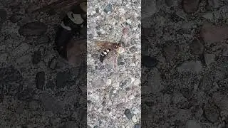 Giant Cicada Killer Wasp!!! #animals #insects #wasp #killer #bee