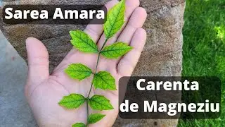 Ce este Sarea Epsom ? | Carenta de Magneziu | Fertilizant Sare amara