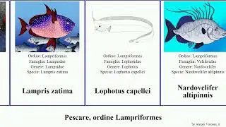 Pescare, ordine Lampriformes fish featuring elegans casca cristatus guttatus Lampris Fanta Mankane