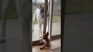 Giant Dog Instant Respect 😂, #dogshorts #viralprank #funnydogs, cane corso calm