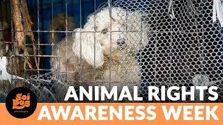 Helping to fight against animal cruelty
