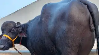 Top Quality Murra Buffaloe For Sale Second Lactation|8818814512| Vijayawada #murra #shorts #trending