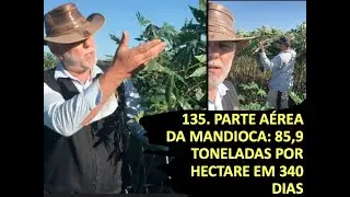 135. PARTE AÉREA DA MANDIOCA: 85,9 TONELADAS POR HECTARE EM 340 DIAS