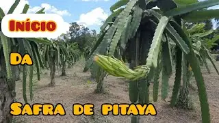 PITAYA | INICIO DE SAFRA NO SITIO SAWADA