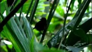 Dusky-faced Tanager  - Mitrospingus cassini - Choco endemics birds 2