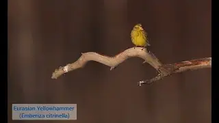 Eurasian Yellowhammer: Did You Know? It's a Superstar! An Educational Adventure for Bird Enthusiasts