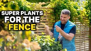 Best Climbing Plants for Your Garden: Stunning Climbing Roses & Clematis