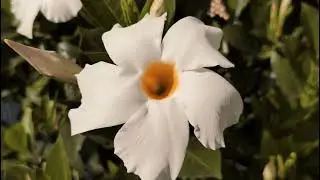 Sch&ouml;ne Blumen Sommer Pflanzen Vlog August 2022