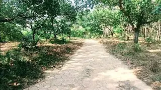 B&aacute;n vườn gi&aacute; rẻ nhất x&atilde;.dt 3,4 h&eacute;c ta,250m đường đất, c&aacute;ch đường nhựa 600m, &ocirc; t&ocirc; tới nơi.