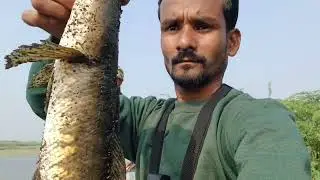 Snakehead Fishing Video | Amazing Snakehead Fish Attacks |
