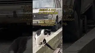 Seeing a cat in your dream. #cat #asmr #animals #vintagecars