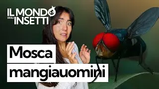 Il ritorno della MOSCA MANGIAUOMINI: quanto è pericolosa larva che DIVORA CARNE VIVA?