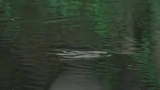 Large Irish Wild Brown Trout rising