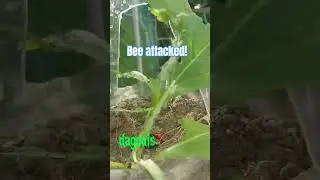 What a bee | Garden pest problem#organic #diy #garden #gardening