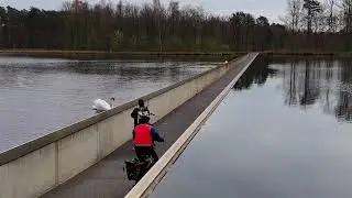 I Was Attacked by a Swan in Belgium - 'Cycling through the Water' in Bokrijk