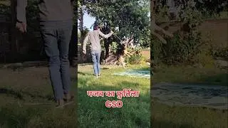 Quick Active GSD 👌 फुर्तीला जर्मन शेफर्ड 👍 FarmAmrit #shorts #dogs #gsdcare #gsdtraining #dogscare