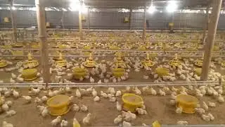 kandang ayam broiler closed house berkah farm jombang jawa timur