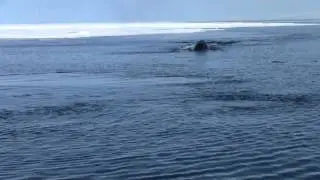 Bowhead whale
