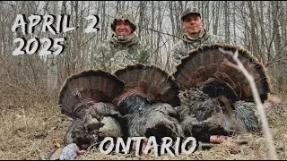 TURKEY HUNTING ONTARIO 2025 - 3 TOMS DOWN