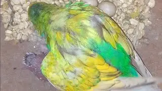 Spangle Budgies Breeding Progress 🥰