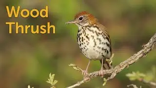 Wood Thrush: Forest Flutist