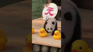 Baby Panda Playing with a Duck Toy &ndash; Cutest Panda Playtime Ever 🐼🦆