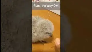 Feeding Rumi, the baby owl #shorts
