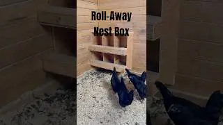 I built a roll-away #nestbox for my #australorp #chickens. #chickencoop #chicken #chickenfarming