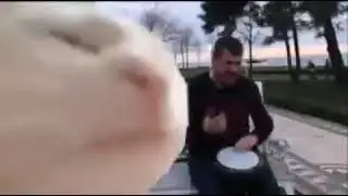Cat dancing in front of Camera || Trending meme template ||